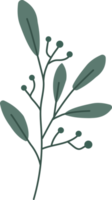 Hand drawn green leaf shape. png