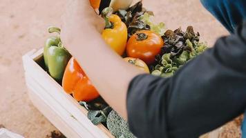 vrouw boer rietje hoed Holding mand groente ui tomaat salade komkommer staand bouwland glimlachen vrouw agronoom specialist landbouw agribusiness gelukkig meisje gekleed schort gecultiveerd tarwe veld- video