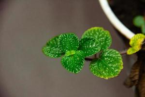 A Pilea nummulariifolia. creeping charlie. with a blurry background photo