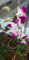 A pink Cooktown orchid flower from the top floor of the mall with a blurry background. Room Interior photo