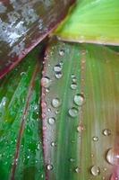 macro appearance of water dew on the leaves after juan drops photo
