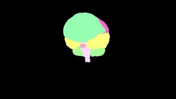 Computer graphics human multicolored brain video