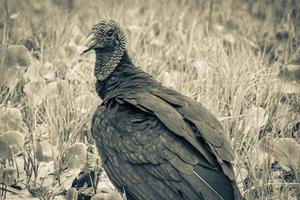 Tropical Black Vulture on Mangrove Pouso Beach Ilha Grande Brazil. photo