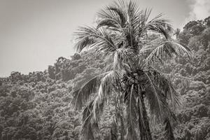 Nature with palm trees of tropical island Ilha Grande Brazil. photo