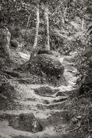 Ruta de senderismo en el bosque de selva tropical natural ilha grande brasil. foto