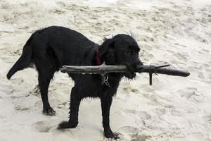 Black dog playing with sticks on beach sand in Germany. photo