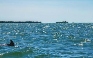 Dolphins swimming in the water off Holbox Island Mexico. photo