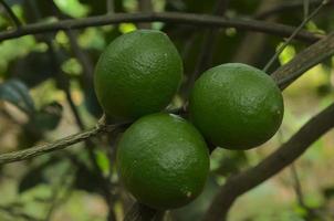 limón verde en el árbol después de la lluvia en indonesia foto