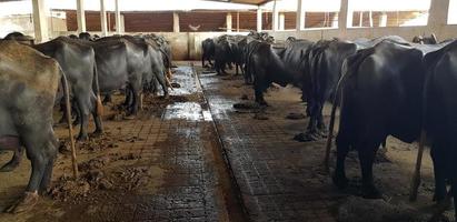 vacas lecheras negras en una granja. las vacas lecheras están comiendo heno o pastando foto
