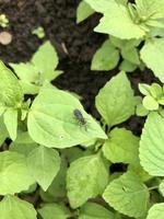 pequeño insecto animal en hoja verde en plantación foto