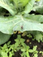 pequeño insecto animal en hoja verde en plantación foto