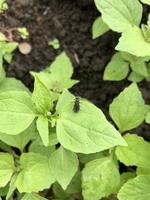 pequeño insecto animal en hoja verde en plantación foto