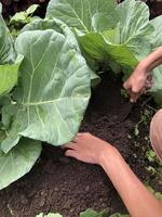 the process of taking soil from around plants in upland plantations photo