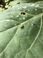 pequeño insecto animal en hoja verde en plantación foto