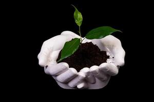 Young small sprout for planting in the ground in the hands, two hands holding for a young green plant, planting tree, love nature, save the world, ecology, environmental protection photo