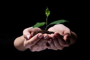 pequeño brote joven para plantar en el suelo en las manos, dos manos sosteniendo una planta verde joven, plantar árboles, amar la naturaleza, salvar el mundo, ecología, protección ambiental foto