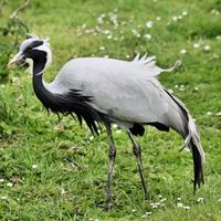 A view of a Crane photo