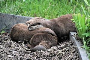 A view of an Otter photo