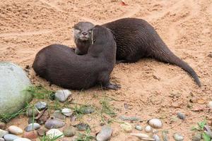 A view of an Otter photo