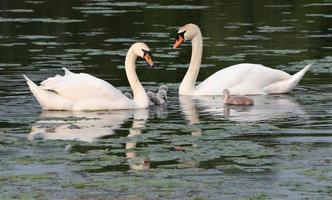 A view of a Mute Swan photo