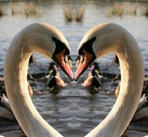 A view of a Mute Swan photo