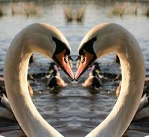 una vista de un cisne mudo foto