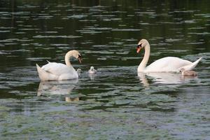 A view of a Mute Swan photo