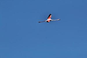 A view of a Flamingo photo