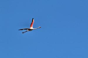 A view of a Flamingo photo