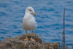 Wild seagulls in nature along the cliffs of the Catalan Costa Brava, Mediterranean, Spain. photo