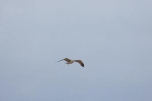 Wild seagulls in nature along the cliffs of the Catalan Costa Brava, Mediterranean, Spain. photo