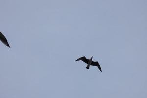 Wild seagulls in nature along the cliffs of the Catalan Costa Brava, Mediterranean, Spain. photo