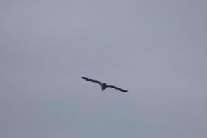 gaviotas salvajes en la naturaleza a lo largo de los acantilados de la costa brava catalana, mediterráneo, españa. foto