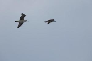 Wild seagulls in nature along the cliffs of the Catalan Costa Brava, Mediterranean, Spain. photo