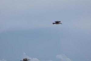 Wild seagulls in nature along the cliffs of the Catalan Costa Brava, Mediterranean, Spain. photo