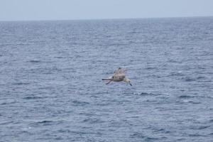 gaviota volando sobre el mar mediterraneo foto