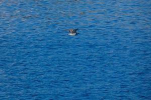 Seagull flying over the mediterranean sea photo