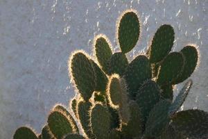 Backlit cactus typical of warm areas with little water photo