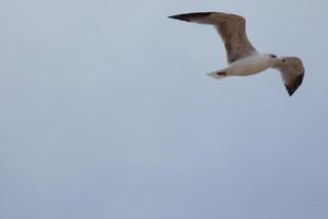 gaviotas salvajes en la naturaleza a lo largo de los acantilados de la costa brava catalana, mediterráneo, españa. foto