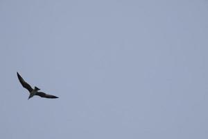 Wild seagulls in nature along the cliffs of the Catalan Costa Brava, Mediterranean, Spain. photo