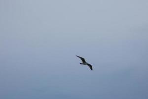 Wild seagulls in nature along the cliffs of the Catalan Costa Brava, Mediterranean, Spain. photo