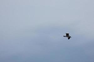 Wild seagulls in nature along the cliffs of the Catalan Costa Brava, Mediterranean, Spain. photo