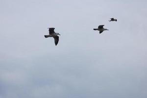 Wild seagulls in nature along the cliffs of the Catalan Costa Brava, Mediterranean, Spain. photo