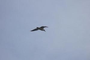 Wild seagulls in nature along the cliffs of the Catalan Costa Brava, Mediterranean, Spain. photo