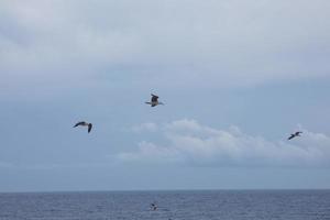 Wild seagulls in nature along the cliffs of the Catalan Costa Brava, Mediterranean, Spain. photo