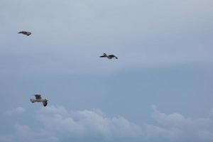 Wild seagulls in nature along the cliffs of the Catalan Costa Brava, Mediterranean, Spain. photo