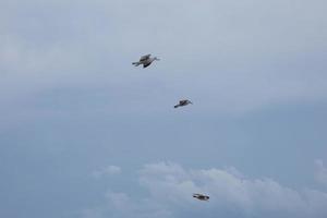 Wild seagulls in nature along the cliffs of the Catalan Costa Brava, Mediterranean, Spain. photo