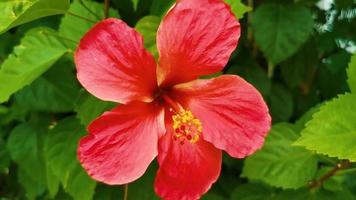 Red beautiful hibiscus flower shrub tree plant in Mexico. video