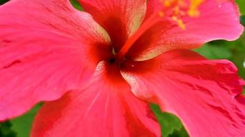 vermelho lindo hibisco flor arbusto árvore planta no méxico. video