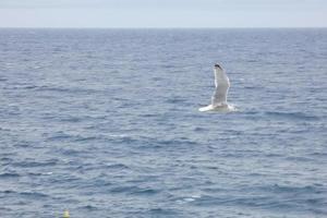 Wild seagulls in nature along the cliffs of the Catalan Costa Brava, Mediterranean, Spain. photo